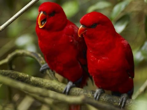 LOVEBIRD merah