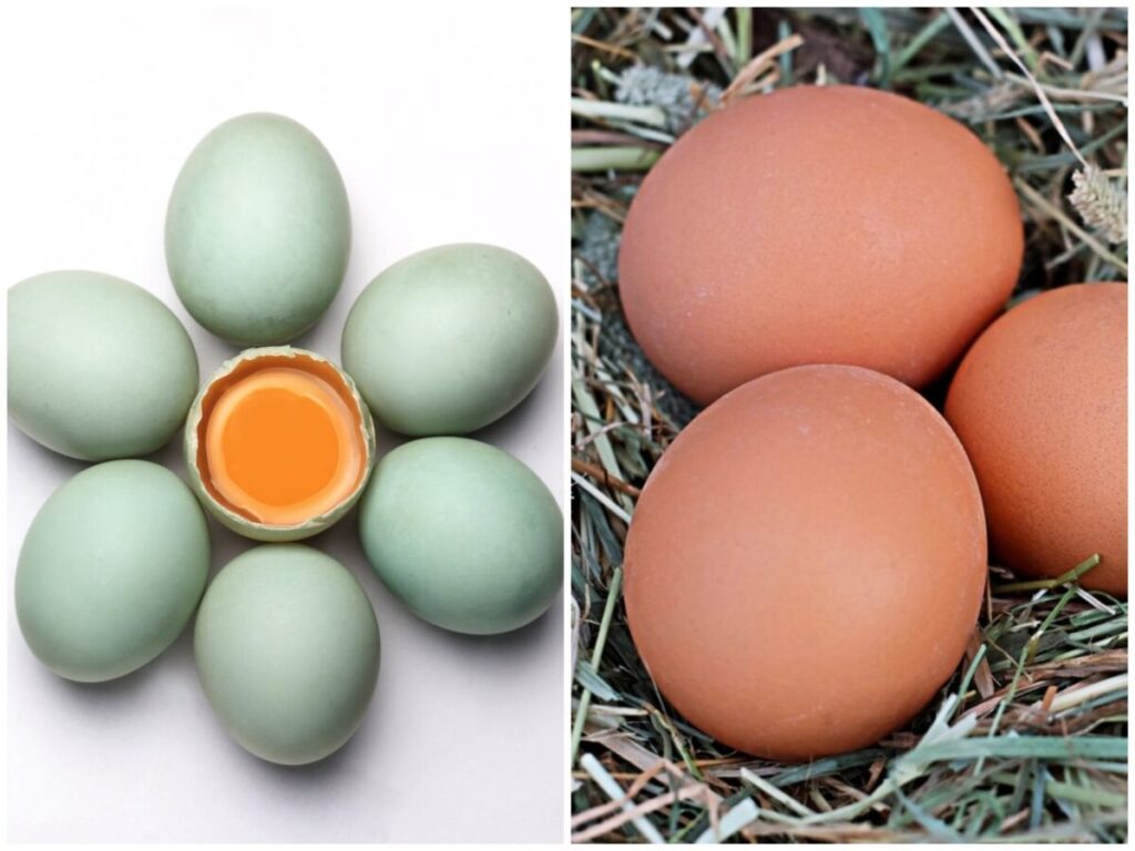 telur ayam dan telur bebek