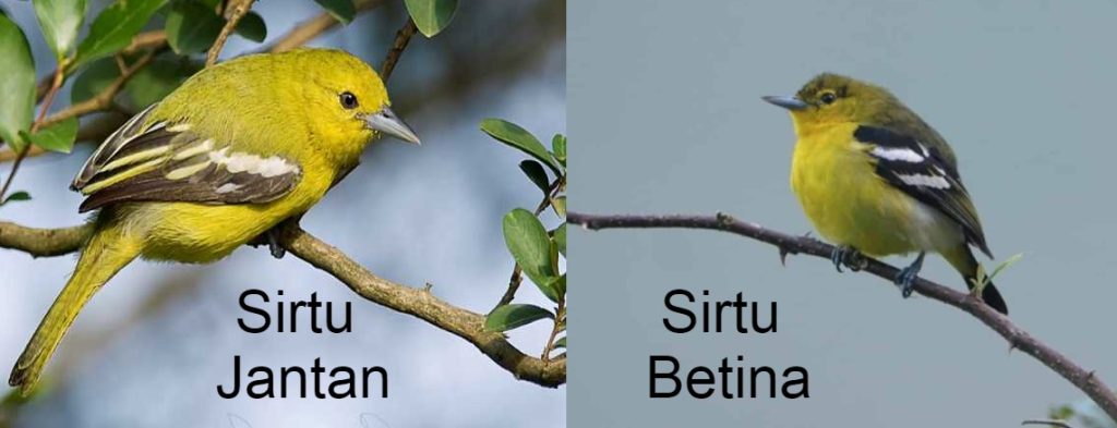 perbedaan burung sirtu jantan dan betina
