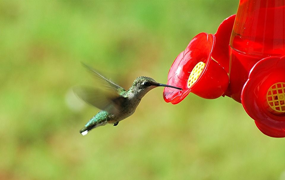 burung kolibri menghisap madu