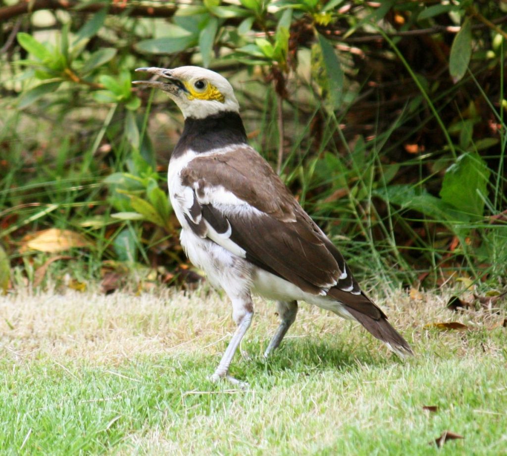 Memahami dan Mengenal Karakteristik Burung Jalak Hongkong