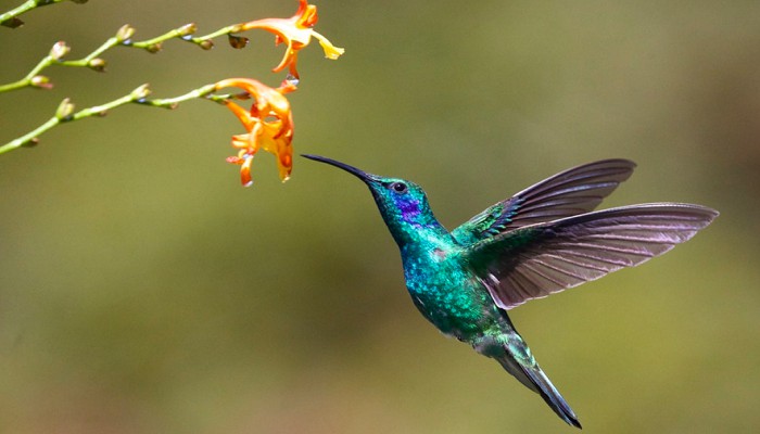 burung kolibri menghisap nextar bunga