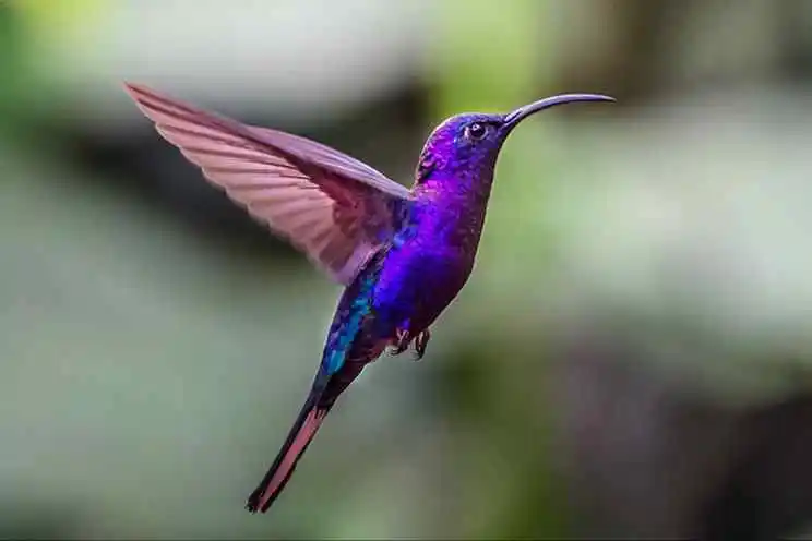 burung kolibri warna unik
