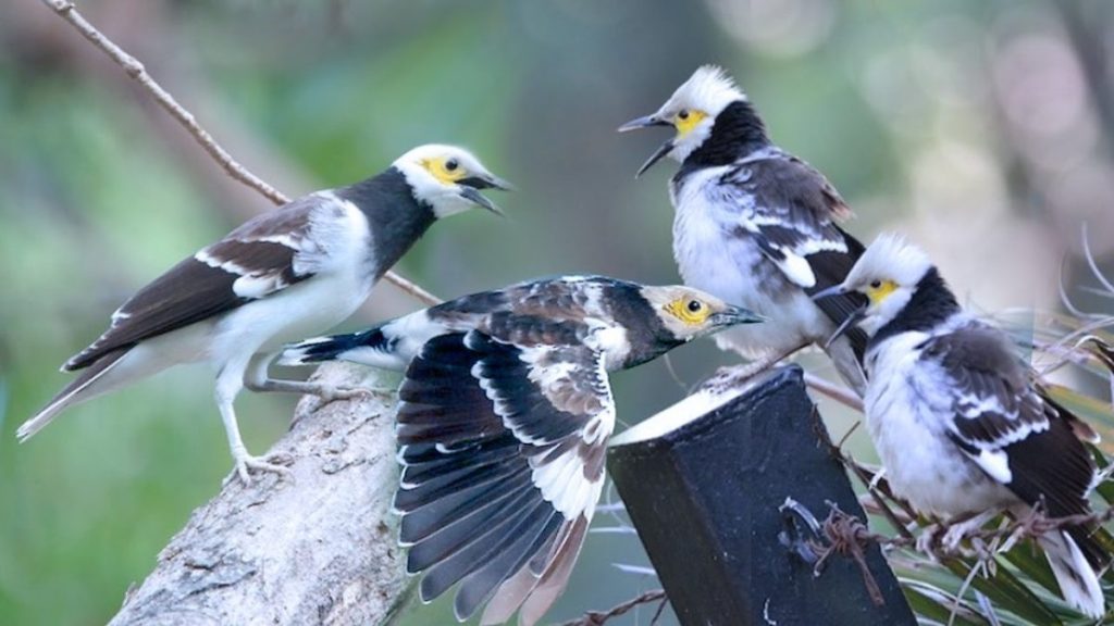 Gambar Burung Jalak Hongkong Bergerombol