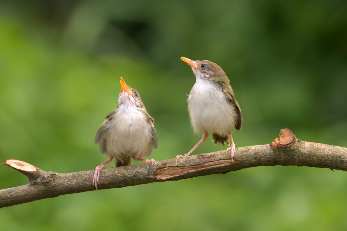 Inilah Fakta-fakta Menarik Tentang Burung Ciblek yang Patut Anda Ketahui