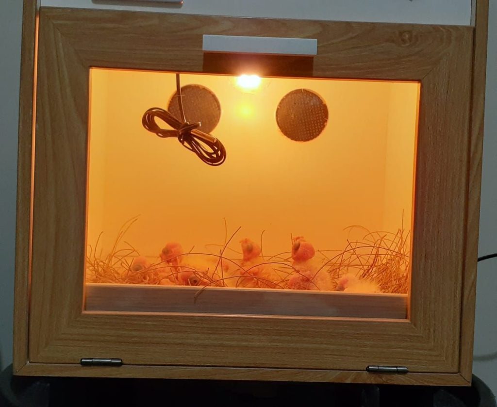 inkubator untuk burung