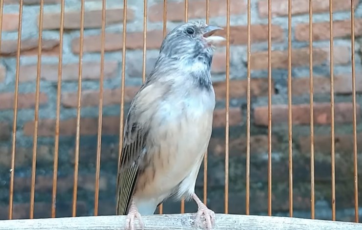 Cara Merawat Burung Blackthroat Supaya Rajin Bunyi dan Cepat Gacor