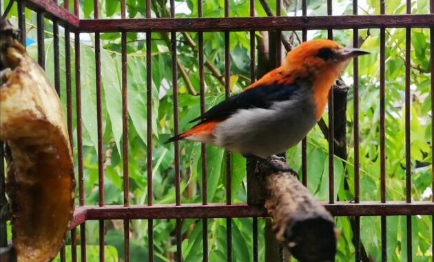 Manfaat Makanan Voer Untuk Burung Kemade