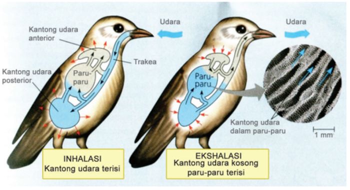 sistem pernafasan burung